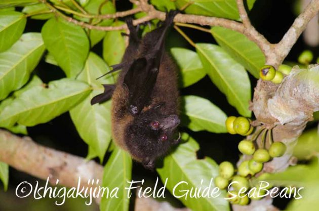 7月27日　石垣島ナイトツアー19