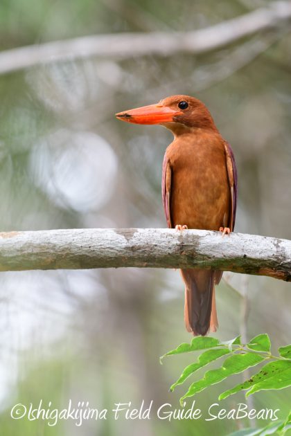 7.17-石垣島　バードウオッチング　野鳥撮影　ガイド4