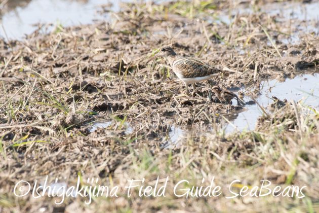 7月30日 石垣島 バードウオッチング&野鳥撮影6