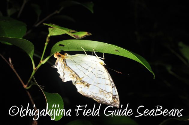 7.22-石垣島-ナイトツアー17