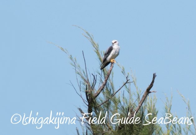 7.20　石垣島　野鳥撮影　バードウオッチング16