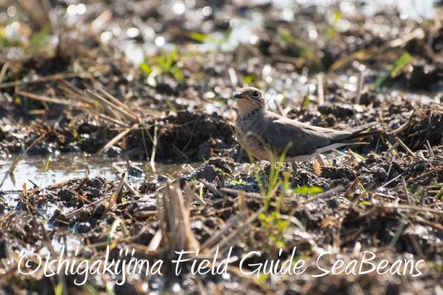 7月30日 石垣島 バードウオッチング&野鳥撮影7