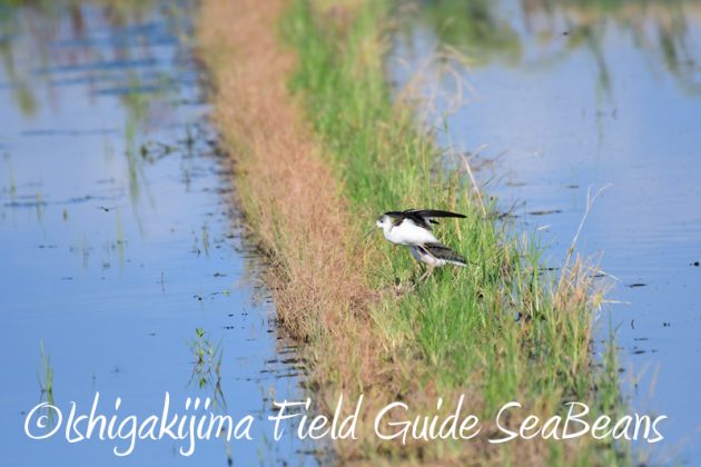7月30日 石垣島 バードウオッチング&野鳥撮影4
