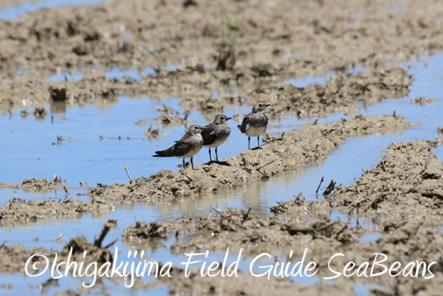 7.20　石垣島　野鳥撮影　バードウオッチング9