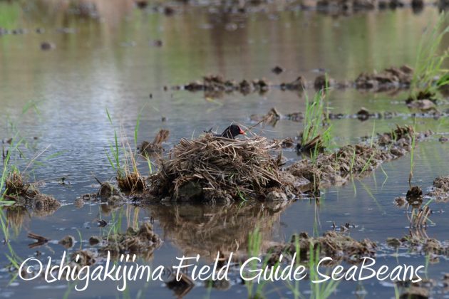 7.18　バードウオッチング　野鳥撮影　ガイド　3
