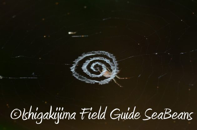 7.20石垣島 ナイトツアー6