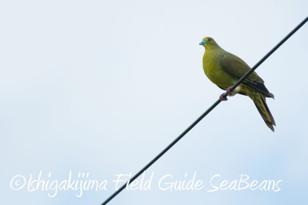 7.22-石垣島 野鳥 バードウオッチング 撮影ガイド8