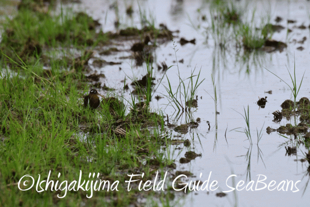 7.25 石垣島バードウオッチング6