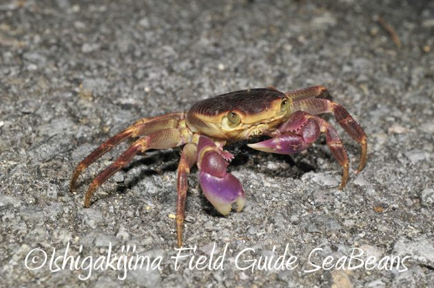 7.19石垣島 ナイトツアー 9