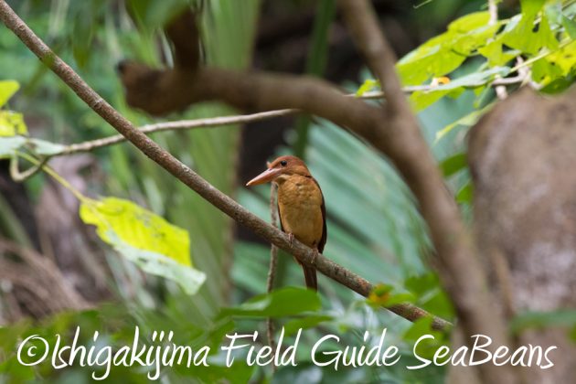 7.18　バードウオッチング　野鳥撮影　ガイド　13