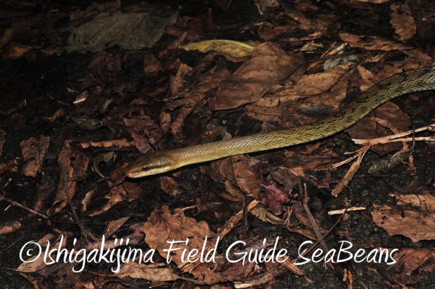 7.19石垣島 ナイトツアー 19