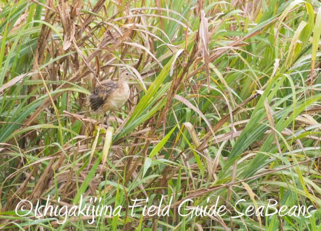 7月29日　石垣島バードウオッチング＆野鳥撮影5