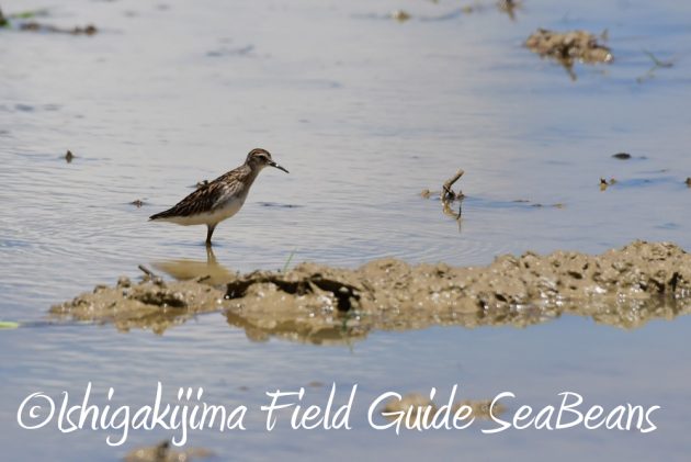 7.20　石垣島　野鳥撮影　バードウオッチング7