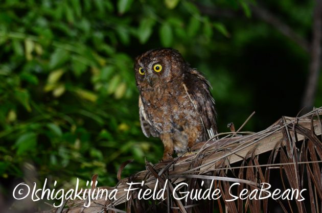 7.21石垣島 ナイトツアー 夜の野鳥撮影5