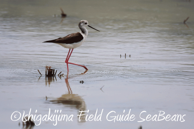 7.25 石垣島バードウオッチング5