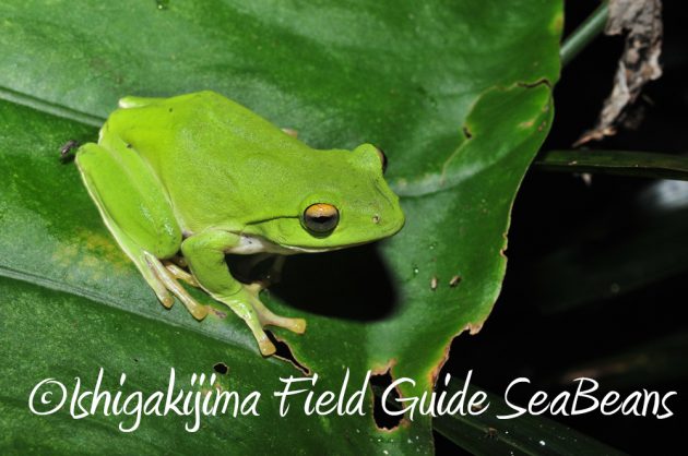 7.22-石垣島-ナイトツアー13