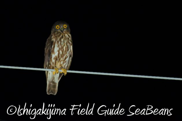 7.22-石垣島-ナイトツアー7