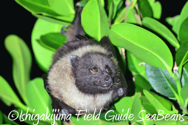 7月25日 石垣島 ナイトツアー 生き物探し3