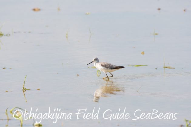 7月29日　石垣島バードウオッチング＆野鳥撮影14