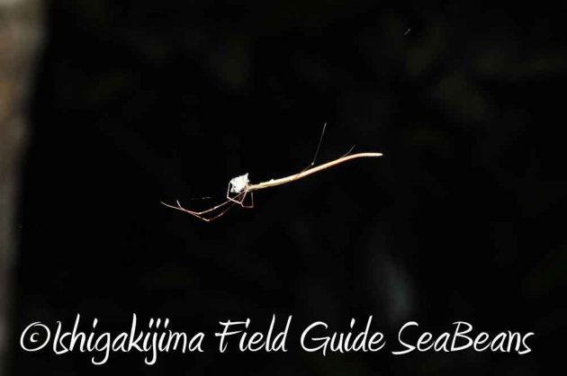 7月27日　石垣島ナイトツアー17