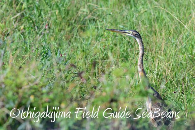 7.19石垣島　バードウオッチング4