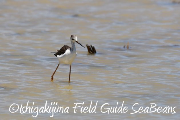 7.20　石垣島　野鳥撮影　バードウオッチング8