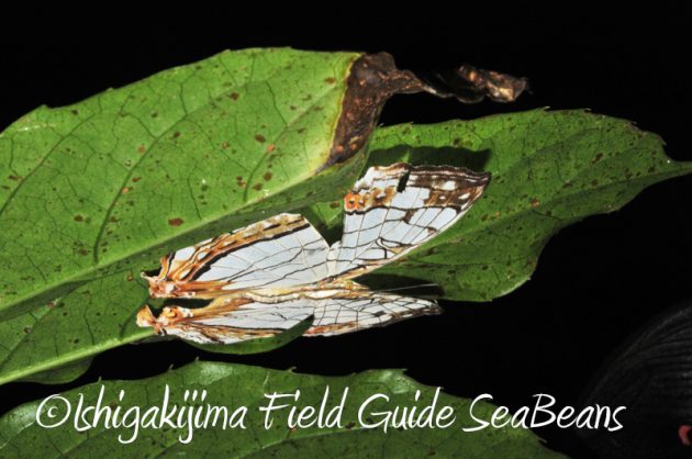 7月30日 石垣島ナイトツアー17