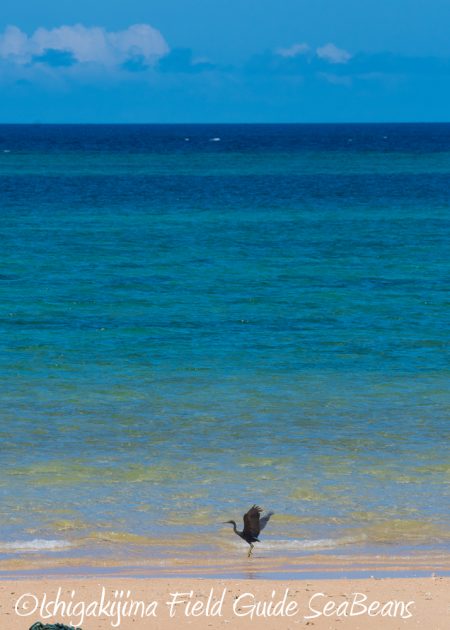 7.21石垣島 バードウオッチング 撮影ガイド8