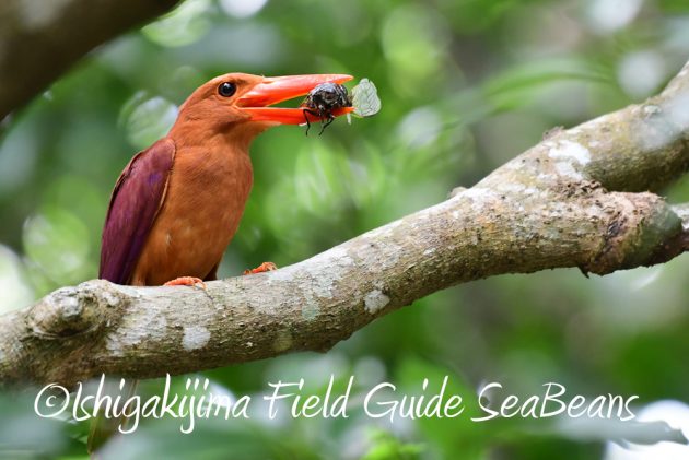 7.17-石垣島　バードウオッチング　野鳥撮影　ガイド3