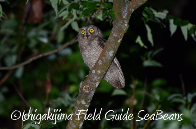 7.20石垣島 ナイトツアー13