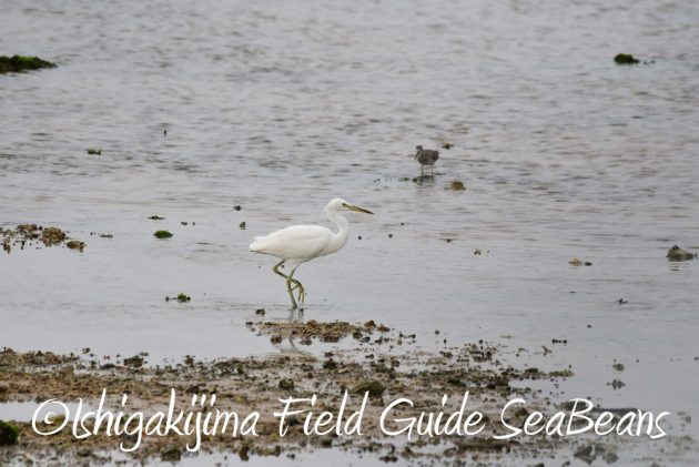 7.18　バードウオッチング　野鳥撮影　ガイド　9