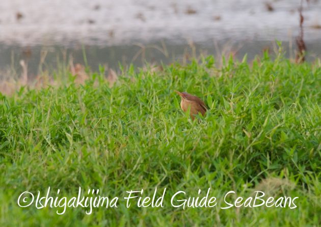 715野鳥観察　ナイトツアー4