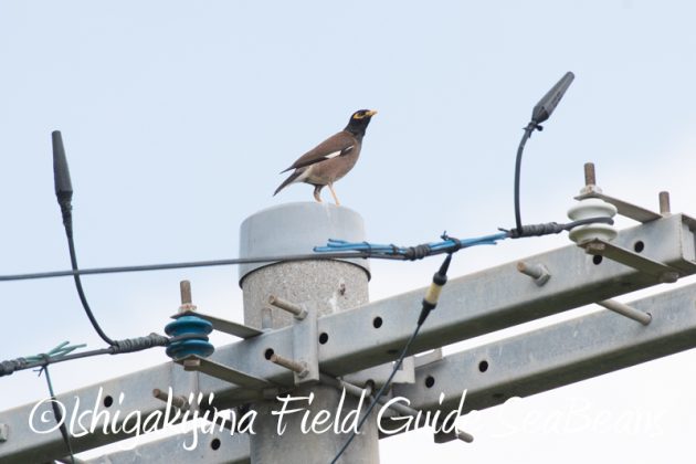 7月30日 石垣島 バードウオッチング&野鳥撮影13