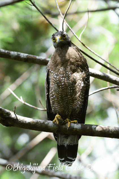 7.25 石垣島バードウオッチング10