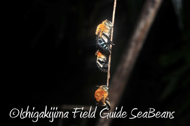 7.19石垣島 ナイトツアー 17