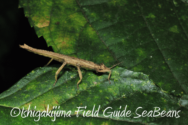 7月25日 石垣島 ナイトツアー 生き物探し17