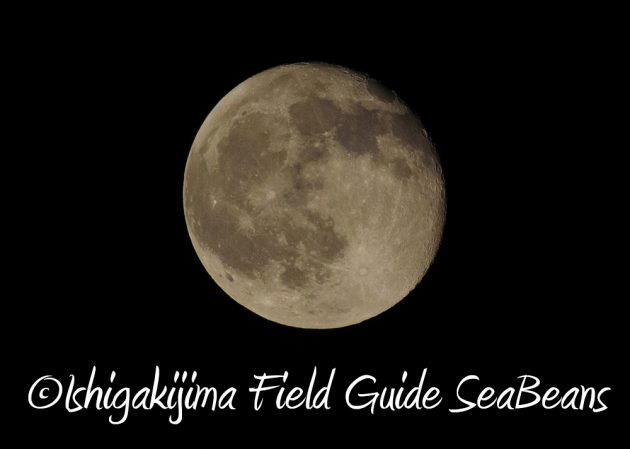 7.21石垣島 ナイトツアー 夜の野鳥撮影7