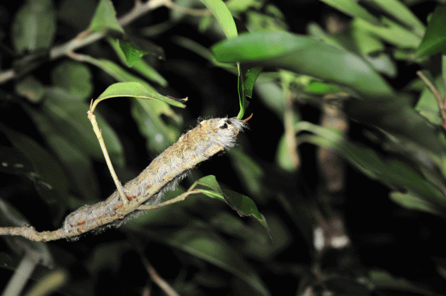 7月25日 石垣島 ナイトツアー 生き物探し20