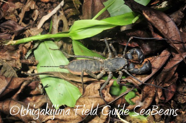 7.20石垣島 ナイトツアー14