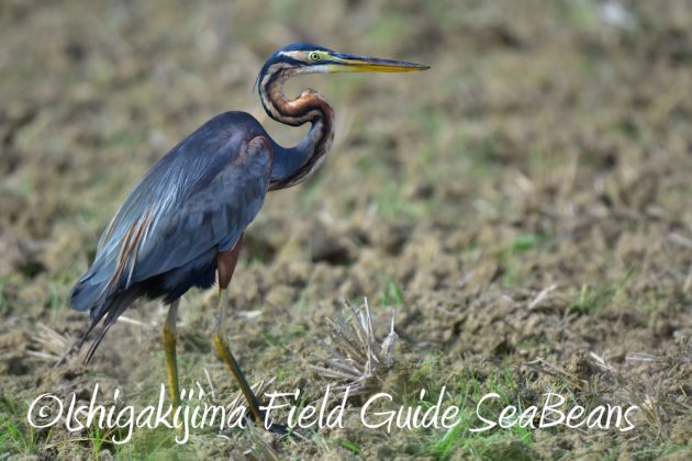 7月28日-石垣島　バードウオッチング　野鳥6