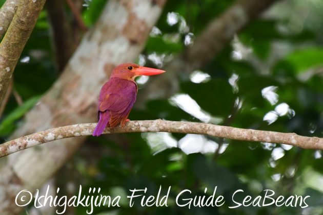 7.18　バードウオッチング　野鳥撮影　ガイド　14