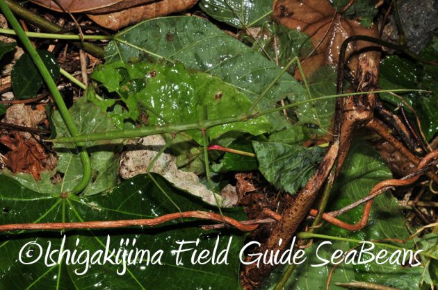 7.18-石垣島　ナイトツアー9