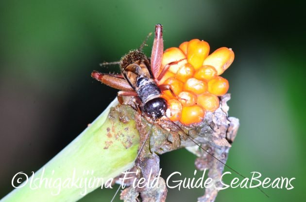 7.22-石垣島-ナイトツアー10