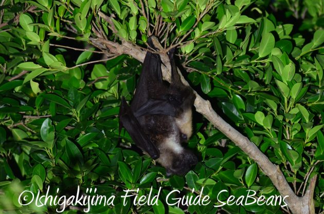 715野鳥観察　ナイトツアー5