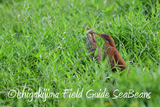 7.17-石垣島　バードウオッチング　野鳥撮影　ガイド15