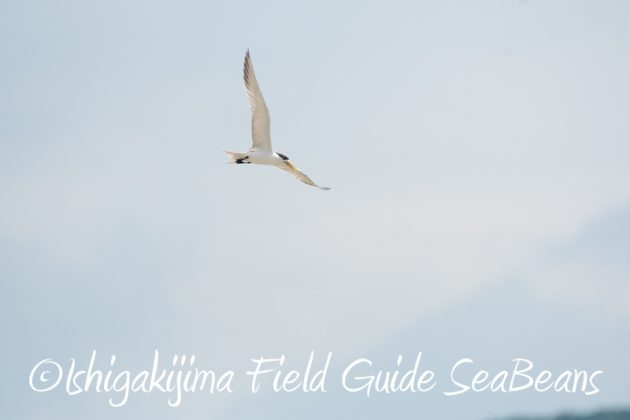 7月30日 石垣島 バードウオッチング&野鳥撮影17