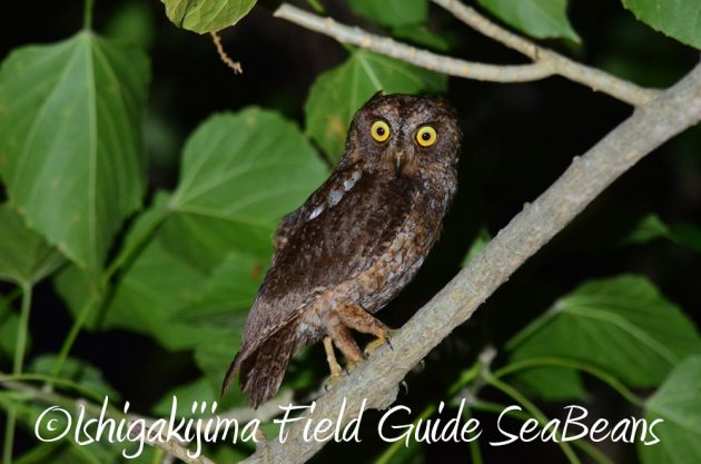 7.19石垣島 ナイトツアー 3