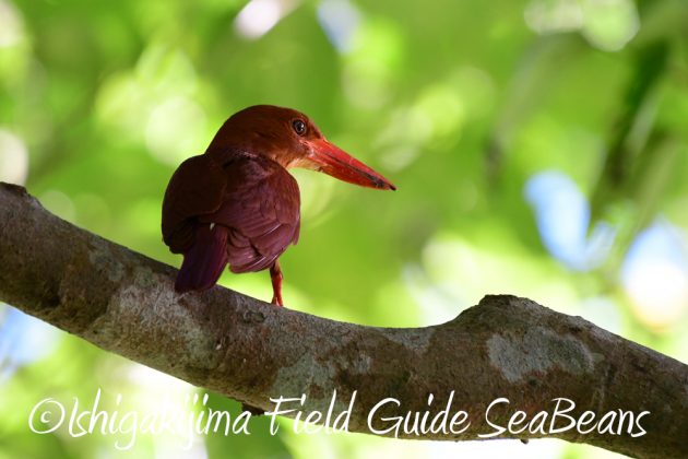 7.21石垣島 バードウオッチング 撮影ガイド6