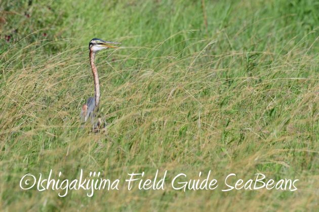 7.17-石垣島　バードウオッチング　野鳥撮影　ガイド14