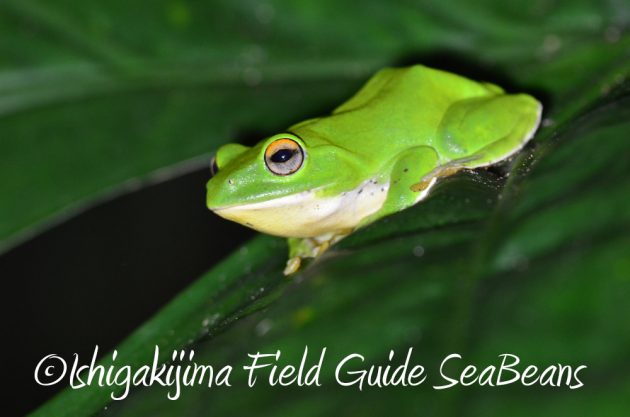 7.20石垣島 ナイトツアー4